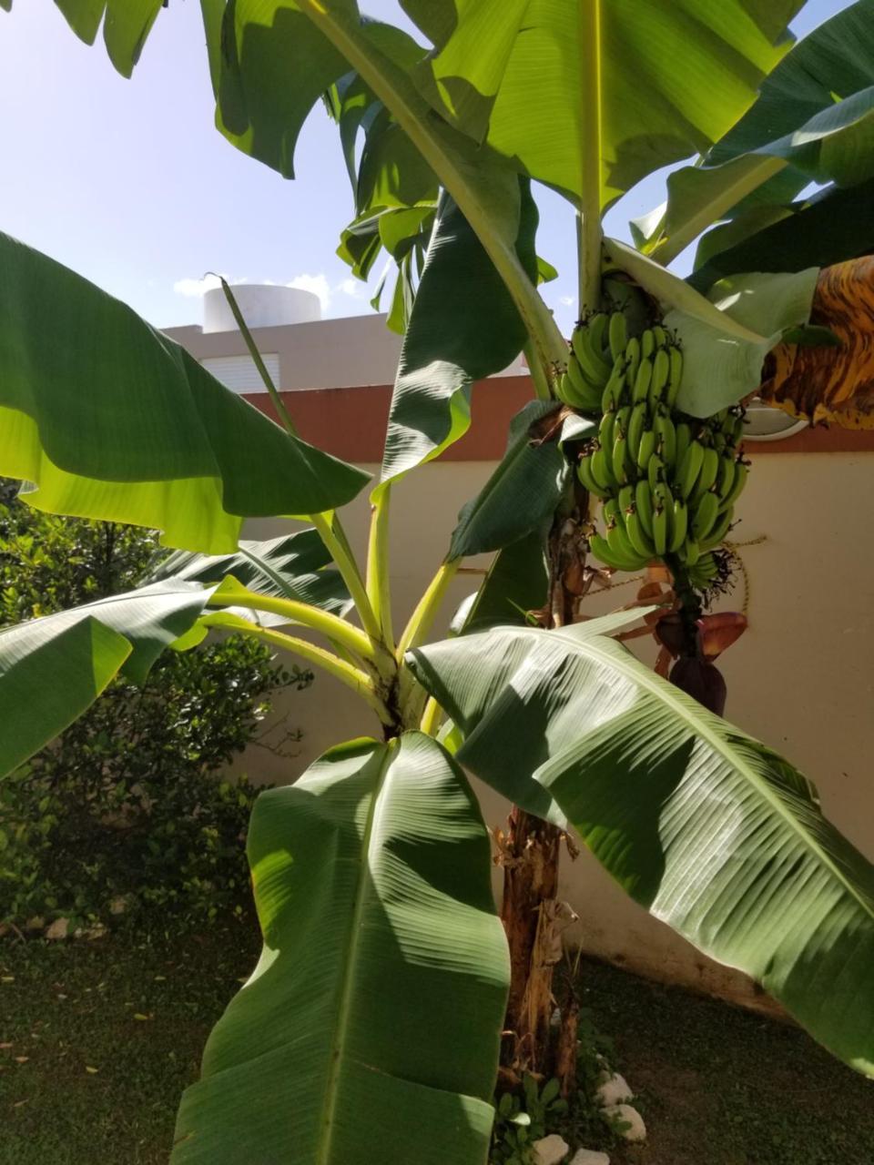 Tropical Delightful Guest Studio Ξενοδοχείο Canovanas Εξωτερικό φωτογραφία
